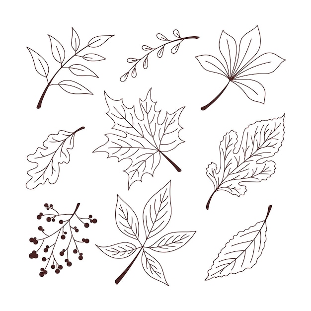 Doodle leaves set. Autumn leaves vector illustration EPS10.