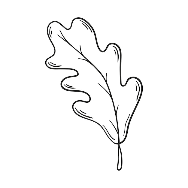 Doodle oak leaf isolated on a white background