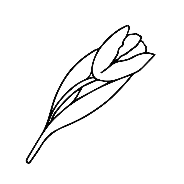 Doodle tulip flowers for international women is day