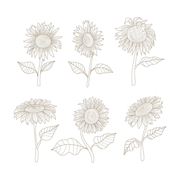 Doodles Herbs and flowers set of handdrawn flowers floral set of wildflowers and herbs Botanical