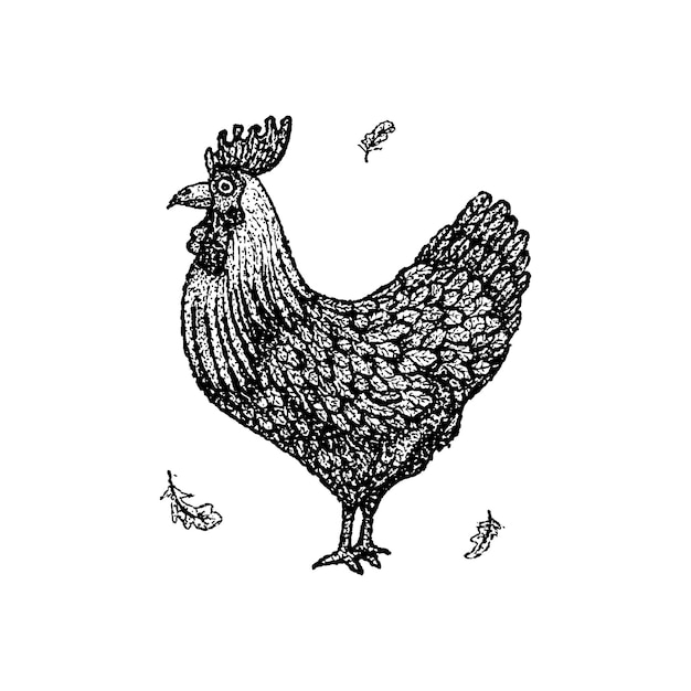 Dotwork Chicken Rooster. Vector Illustration of T-shirt Design. Tattoo Hand Drawn Sketch.