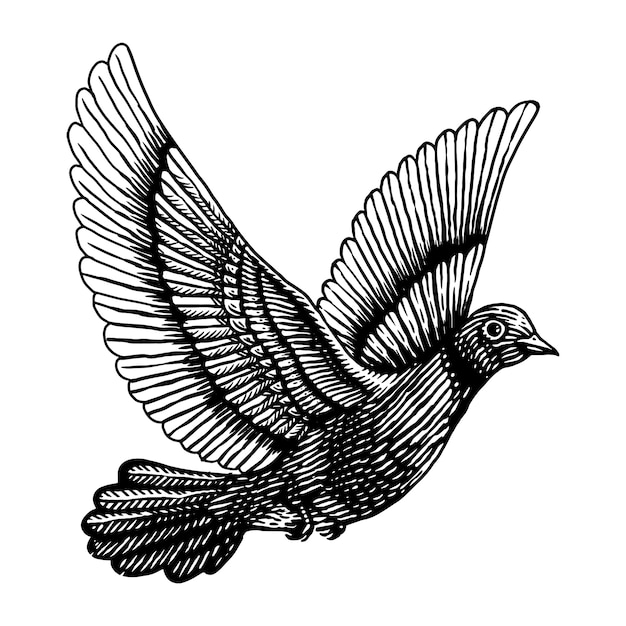 Dove pigeon  engraving illustration