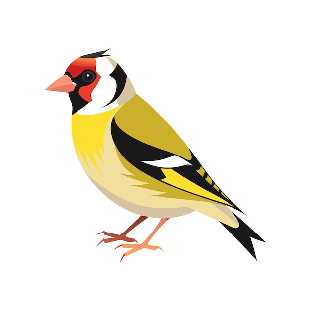 Vector download goldfinch bird vector art illustration white background eps file for design