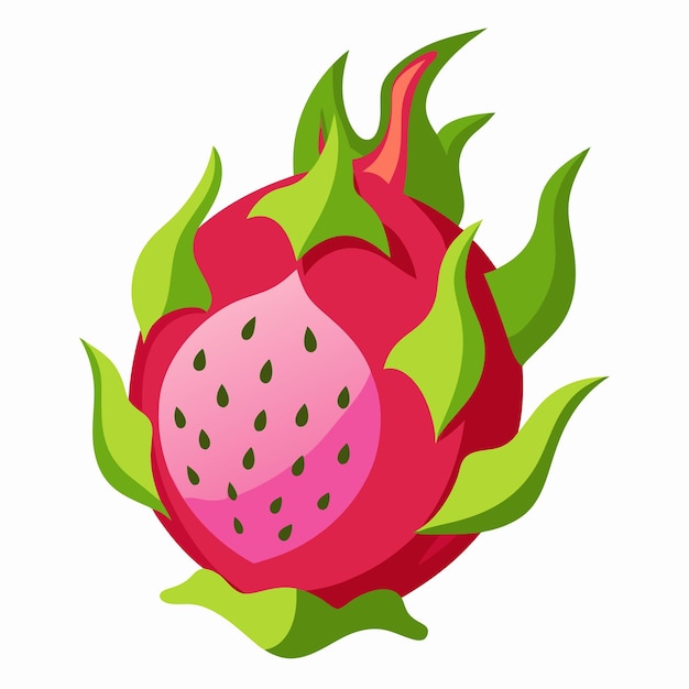 Dragon Fruit Color Clip Art Vector Design