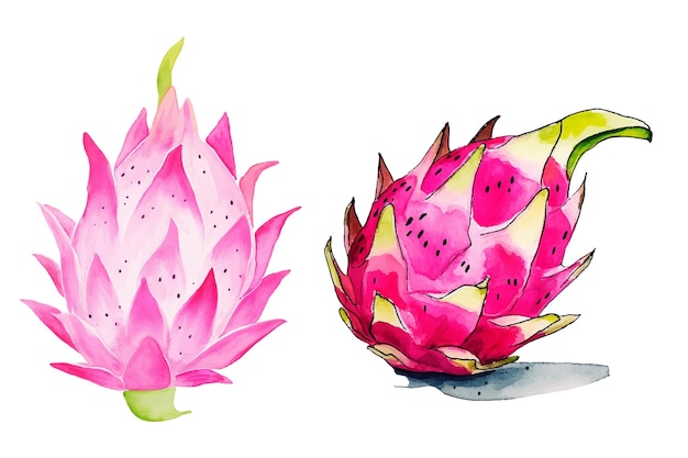 dragon fruit watercolor vector