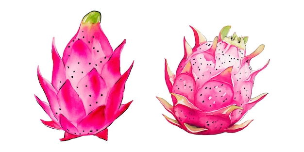 dragon fruit watercolor vector