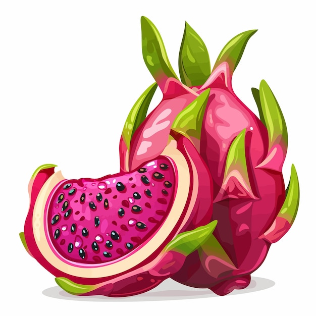 Vector dragon fruit