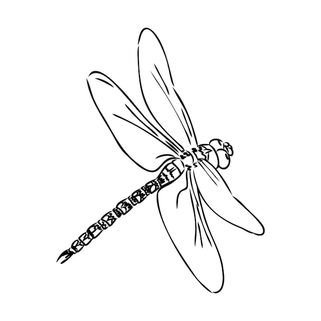 Dragonfly black and white sketch with delicate wings vector illustration black and white sketch