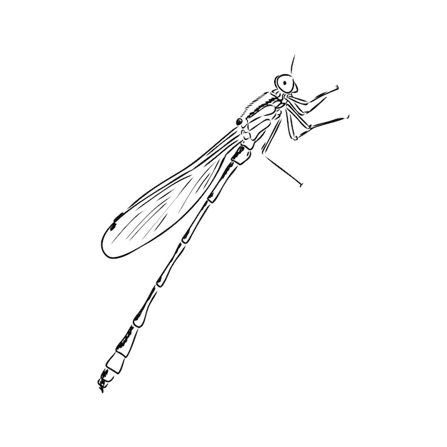 Dragonfly black and white sketch with delicate wings vector illustration black and white sketch