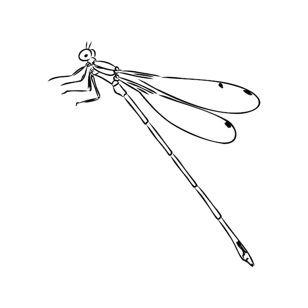 Dragonfly black and white sketch with delicate wings vector illustration black and white sketch