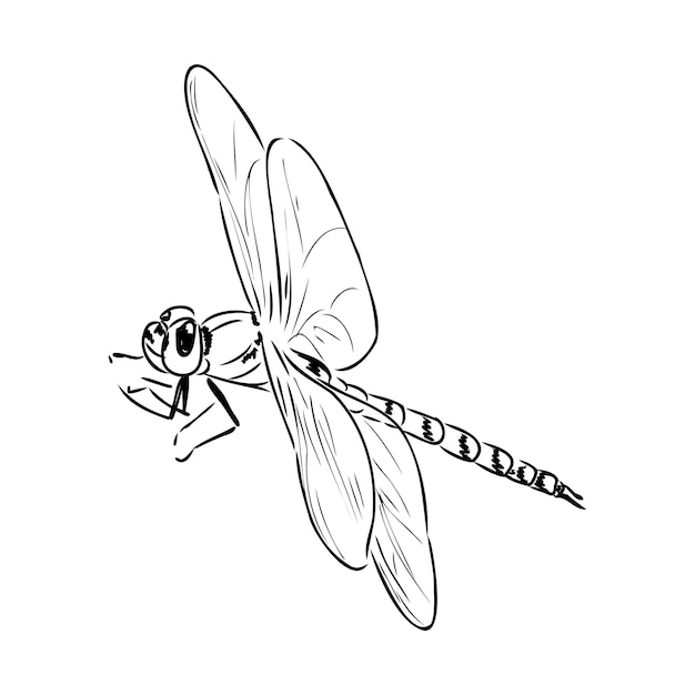 Dragonfly black and white sketch with delicate wings vector illustration black and white sketch