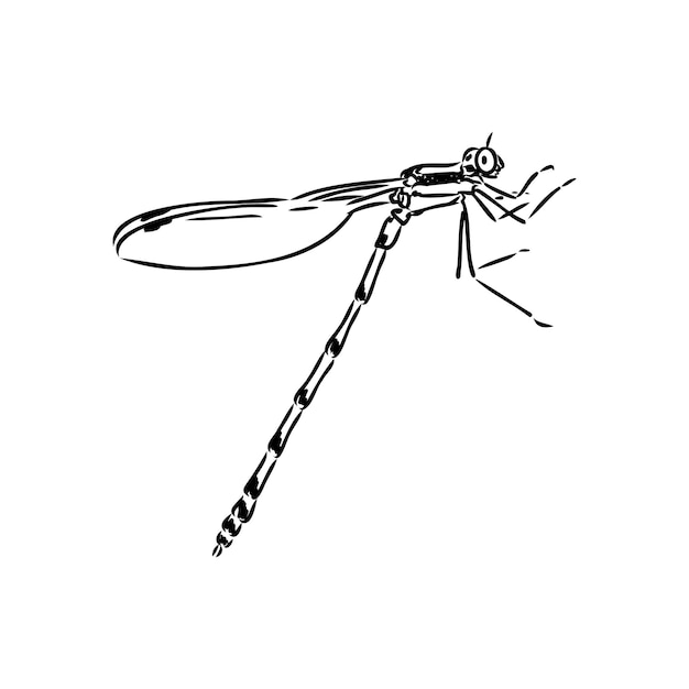 Dragonfly black and white sketch with delicate wings vector illustration black and white sketch