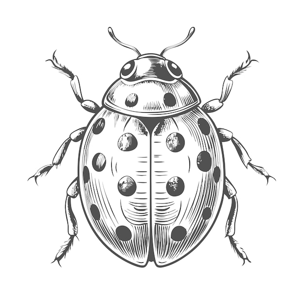 Vector a drawing of a beetle with dots on it