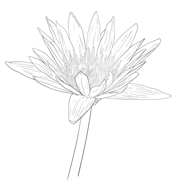 Drawing of blosom lotus flower