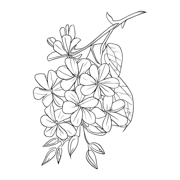 A drawing of a botanical flower with leaves in black and white a botanical illustration