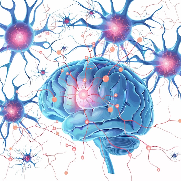 Vector a drawing of a brain with the brain labeled with the brain