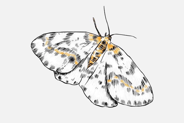 a drawing of a butterfly with the word quot h quot on it