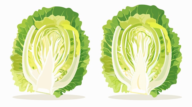 Vector a drawing of a cabbage with the top half of it