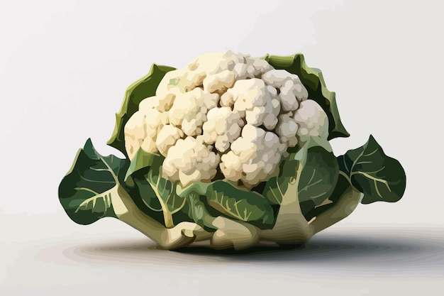 Vector a drawing of a cauliflower with a picture of a cauliflower