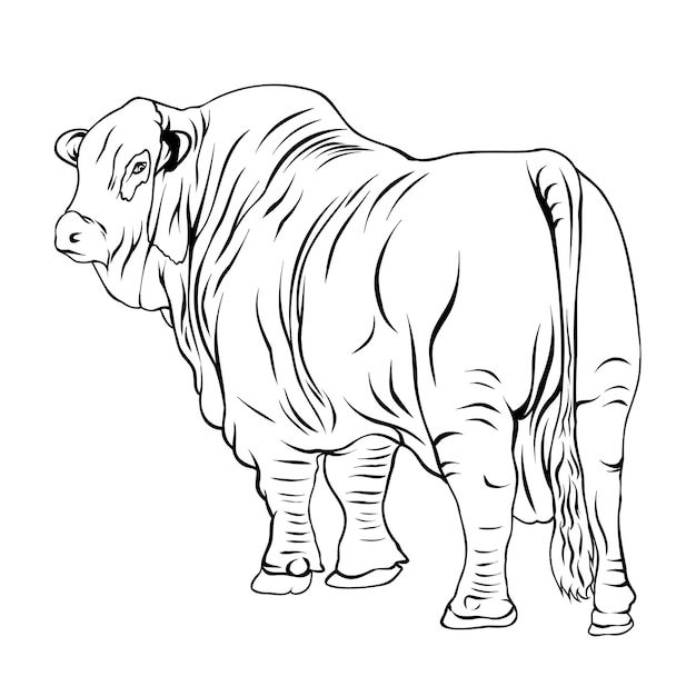 a drawing of a cow with a black and white drawing of a bull