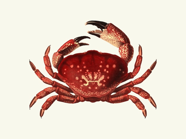 Vector a drawing of a crab