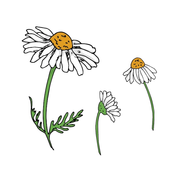 A drawing of daisies with the word daisy on the bottom.