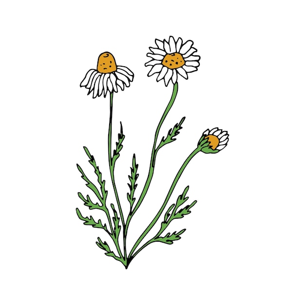 A drawing of a daisy on a white background.