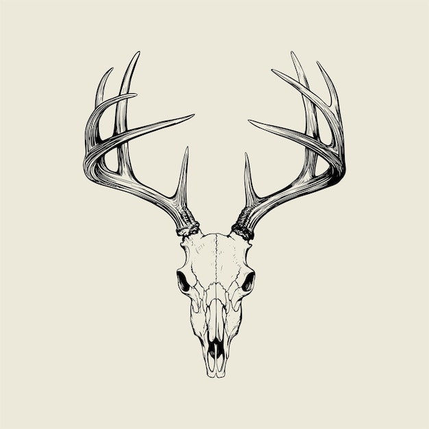 a drawing of a deer head with antlers