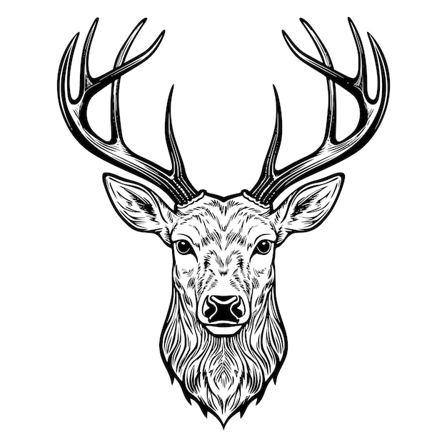 a drawing of a deer head with antlers