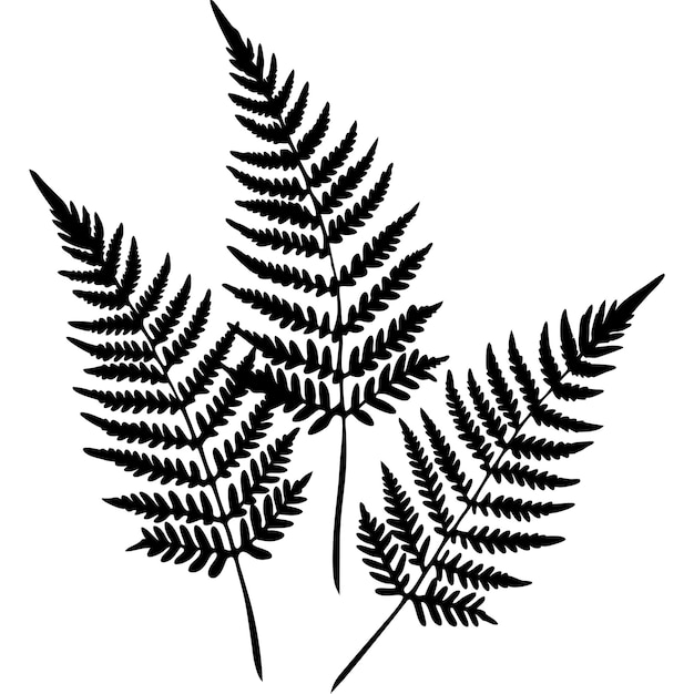 Vector a drawing of a fern with the word fern on it