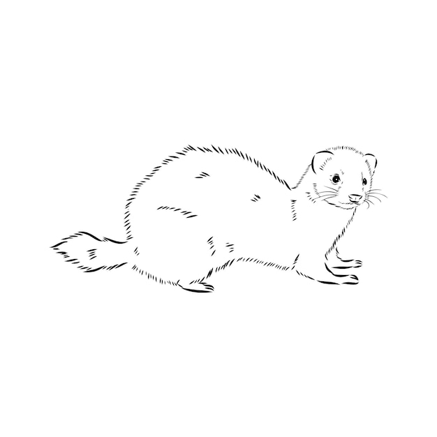 Vector drawing of ferret vector illustration isolated on white mink animal vector sketch illustration