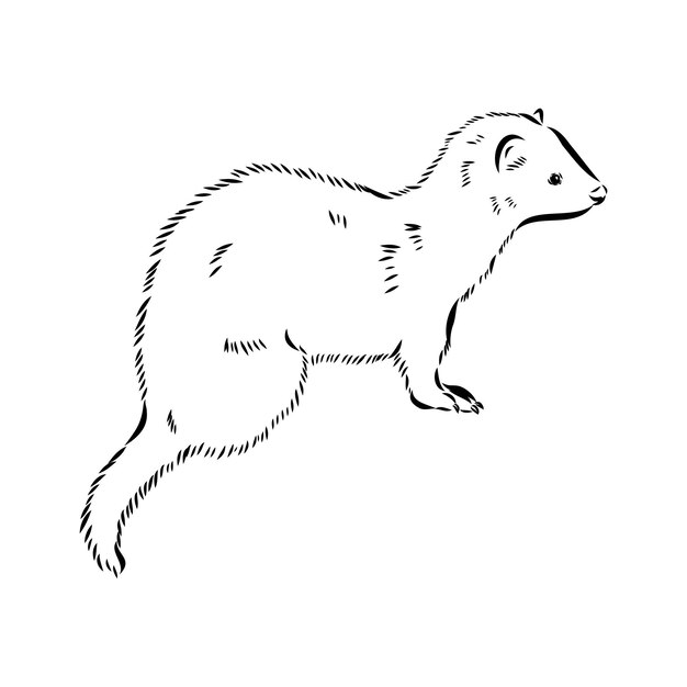 Vector drawing of ferret vector illustration isolated on white mink animal vector sketch illustration