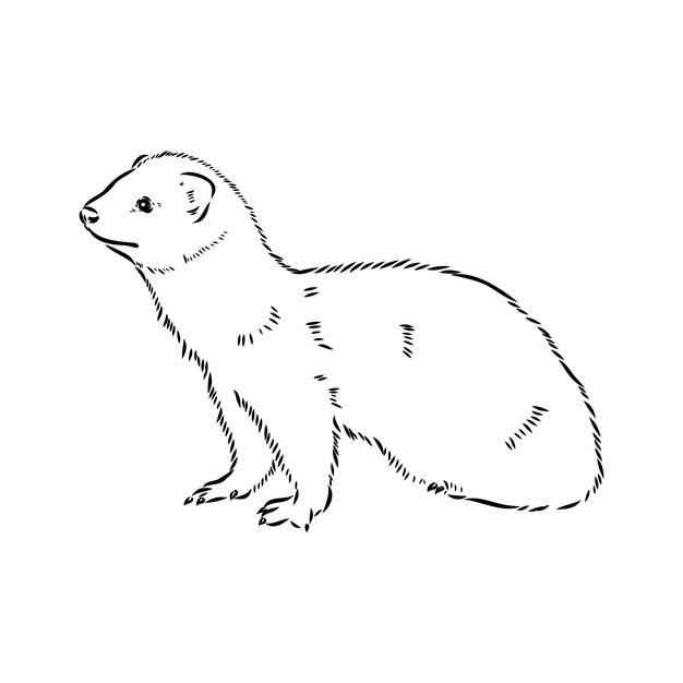 Vector drawing of ferret vector illustration isolated on white mink animal vector sketch illustration