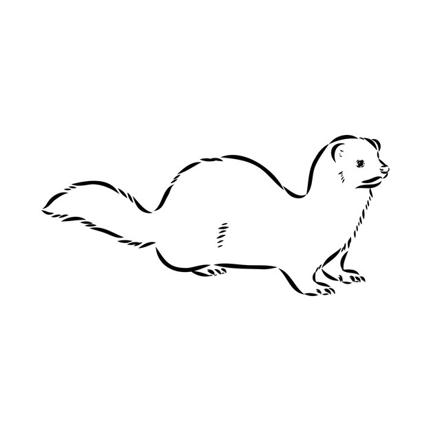 Vector drawing of ferret vector illustration isolated on white mink animal vector sketch illustration