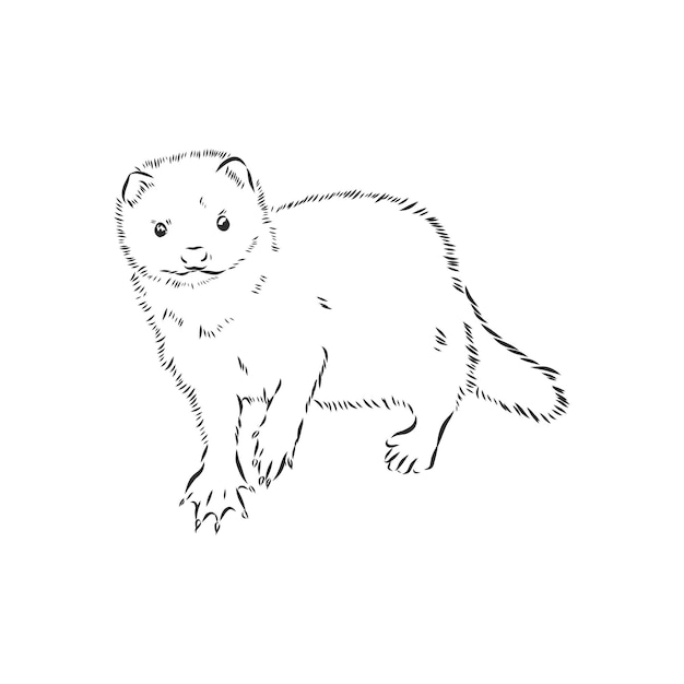 Drawing of ferret, vector illustration isolated on white. mink animal, vector sketch illustration