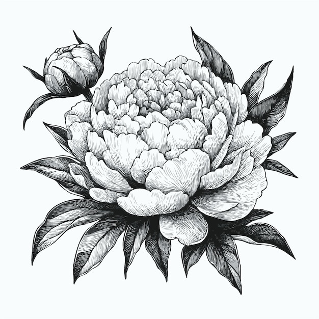 a drawing of a flower that has the name quot dahlia quot on it