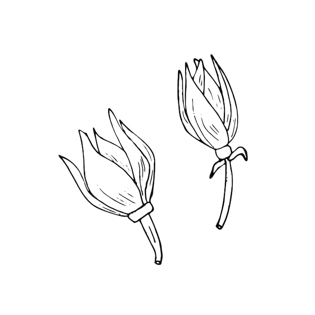 A drawing of a flower with a leaf that says king protea.