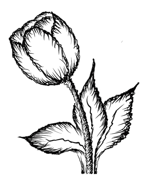 A drawing of a flower with the leaves of the leaves