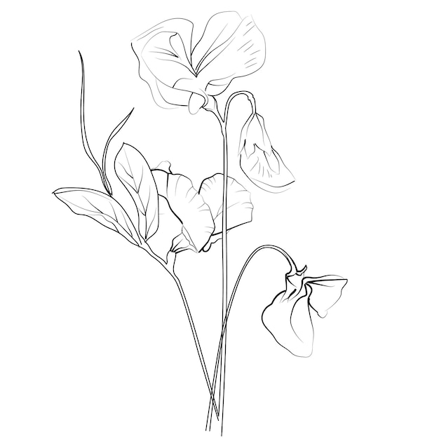 a drawing of a flower with the word  lily  on it