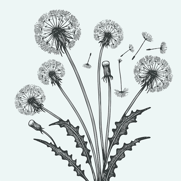 a drawing of a flower with the words dandelion on it