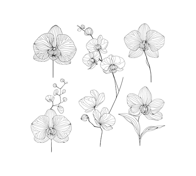 Vector a drawing of flowers orchids