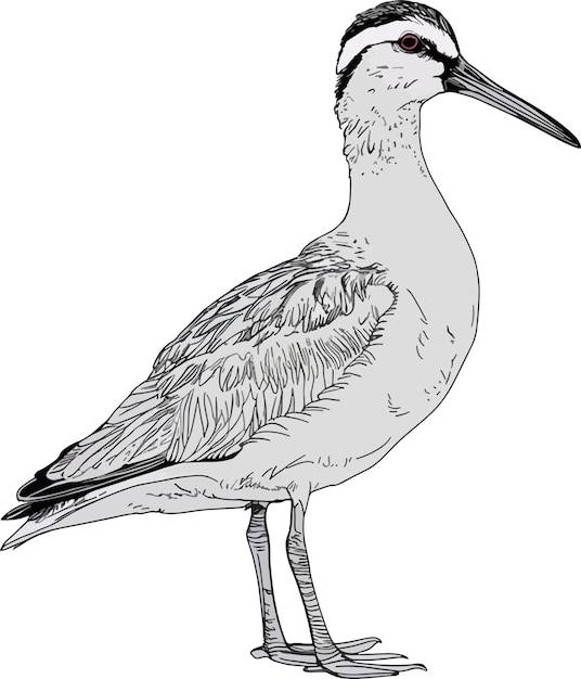 a drawing of a godwit that has a gray beak and black feathers