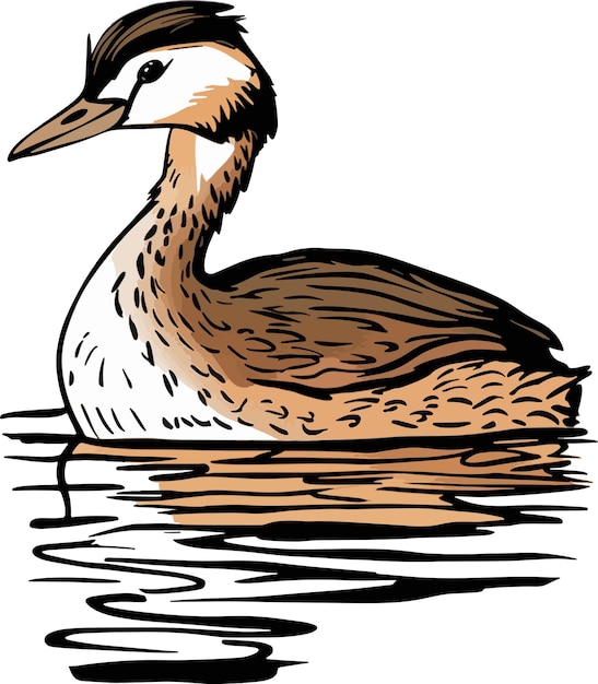 a drawing of a grebe duck in water