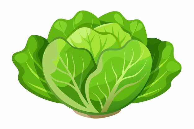 a drawing of a green lettuce with a white background