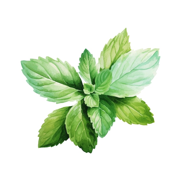 Vector a drawing of a green mint with green leaves