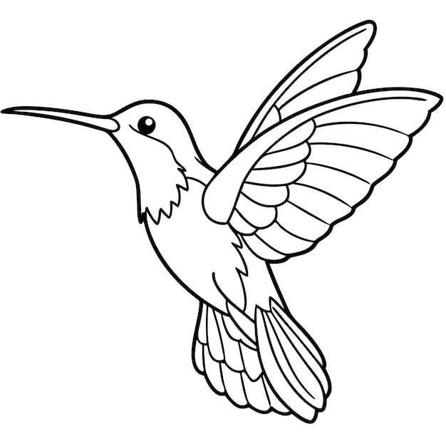 a drawing of a hummingbird with a white background