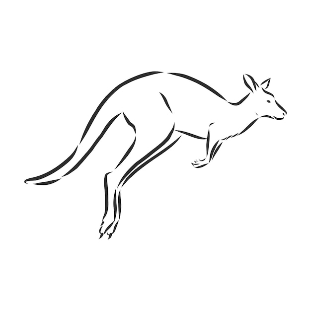 Drawing of a kangaroo. Vector illustration. kangaroo vector sketch illustration