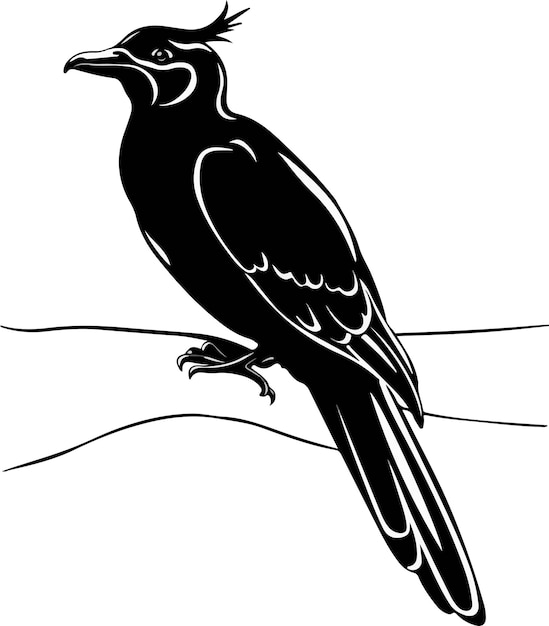 a drawing of a koel on a white background