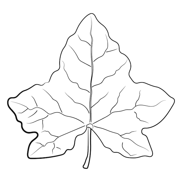 Drawing of leaf isolated on white