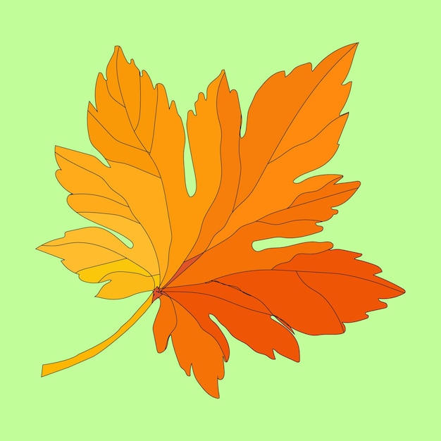 A drawing of a leaf with the word maple on it